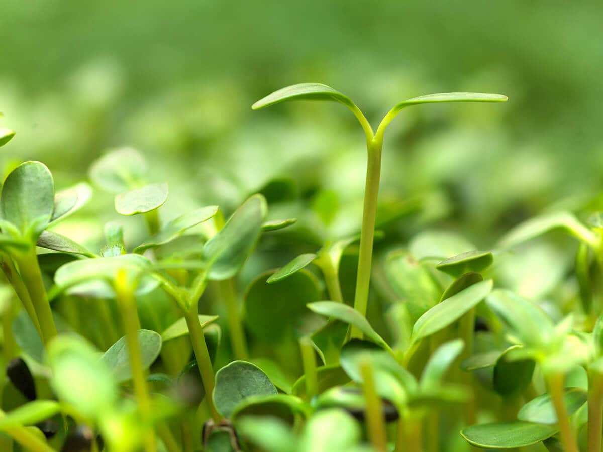 Mikroliście słonecznika widok na liścienie