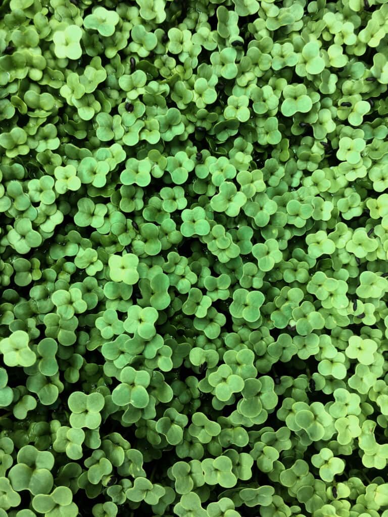 Liścienie microgreens brokuła