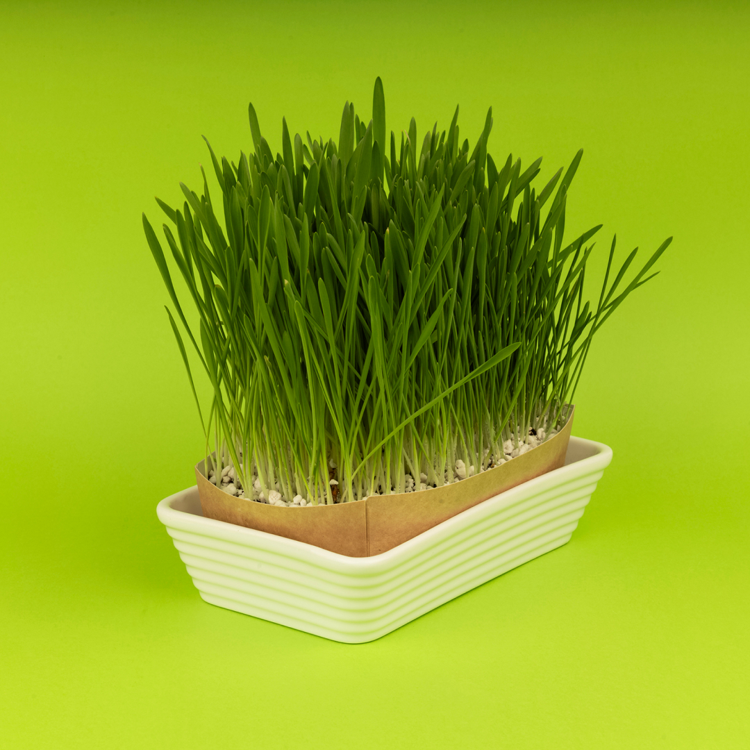 Młody Jęczmień - Kiełkownica BIO - obrazek 4