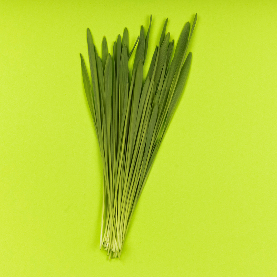 Młody Jęczmień - Kiełkownica BIO - obrazek 6