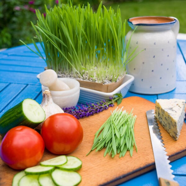 Microgreeny jęczmienia cięte na desce z warzywami i serem