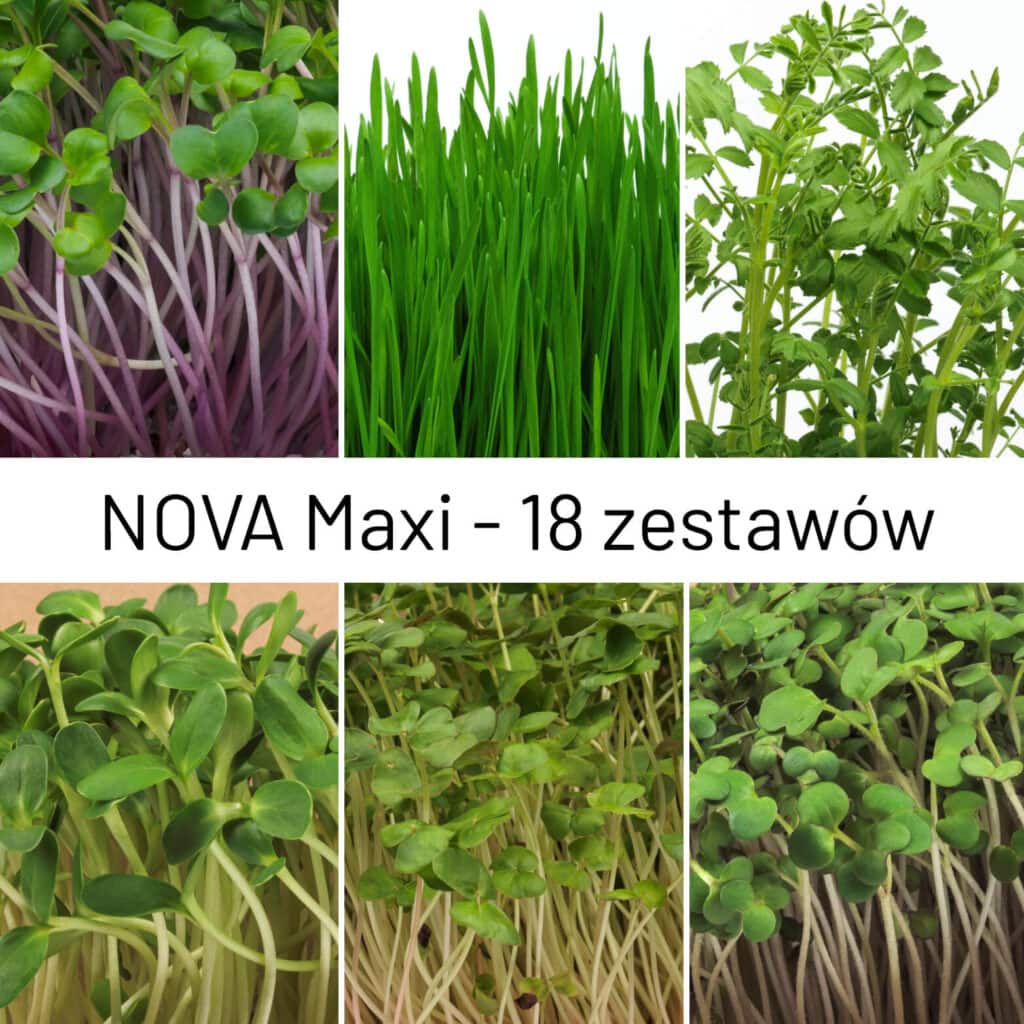 Paczka Nova Maxi zawiera 18 zestawów mikroliści słonecznik, rzodkiewka, gryka, gorczyca, ciecierzyca i jęczmień