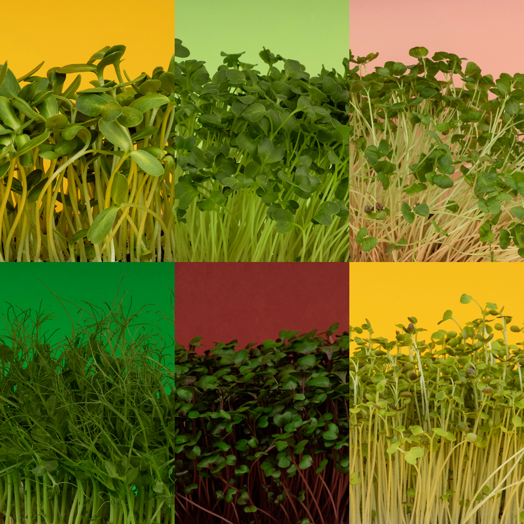 Paczka CLASSIC MAXI (18 sztuk)