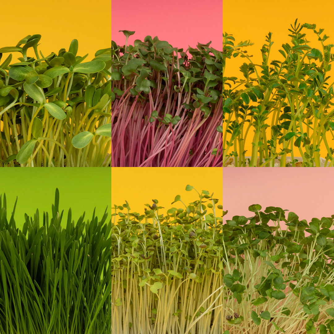 Paczka NOVA MAXI (18 sztuk)