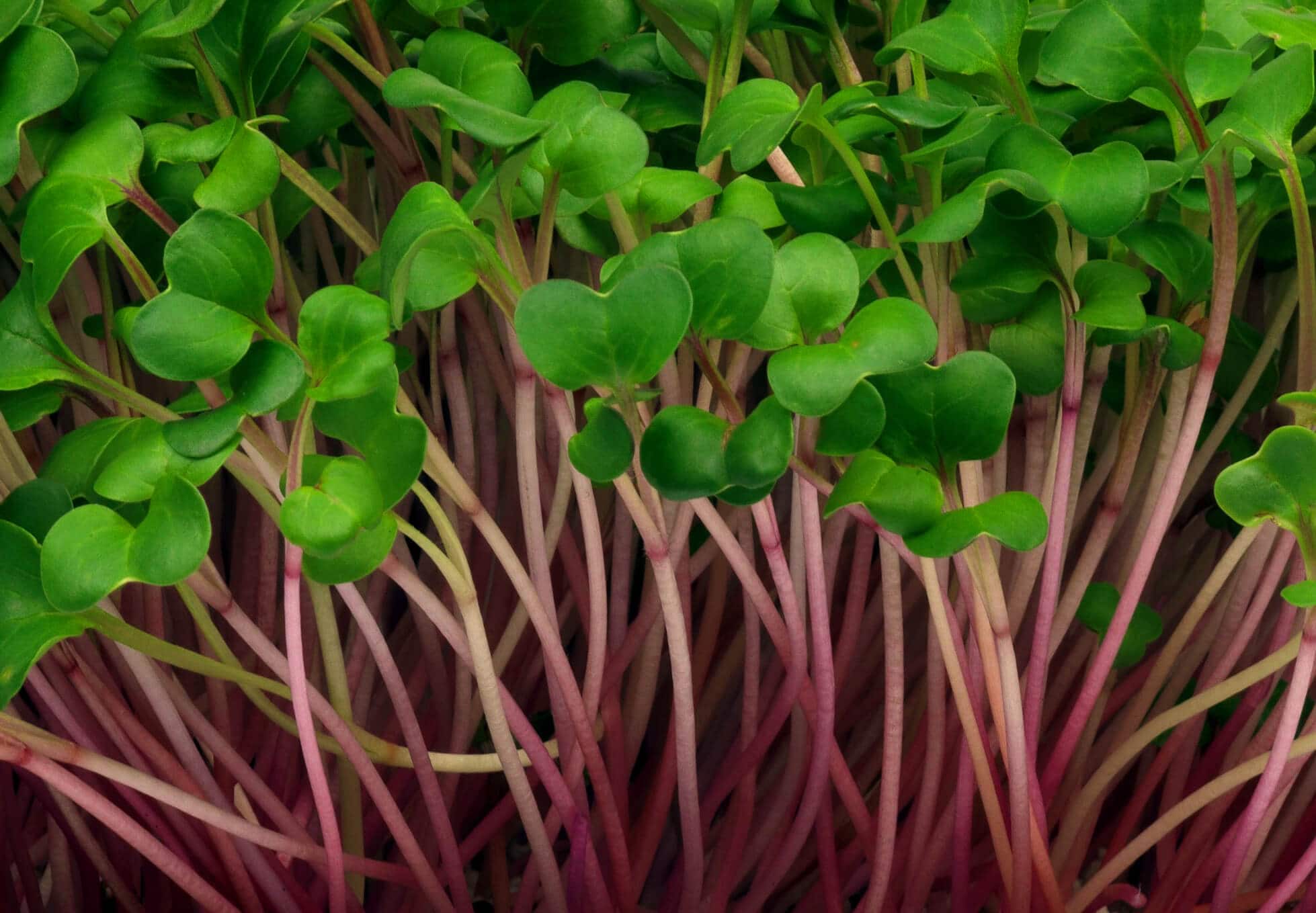 Mikrozioła rzodkiewka china rose z bliska