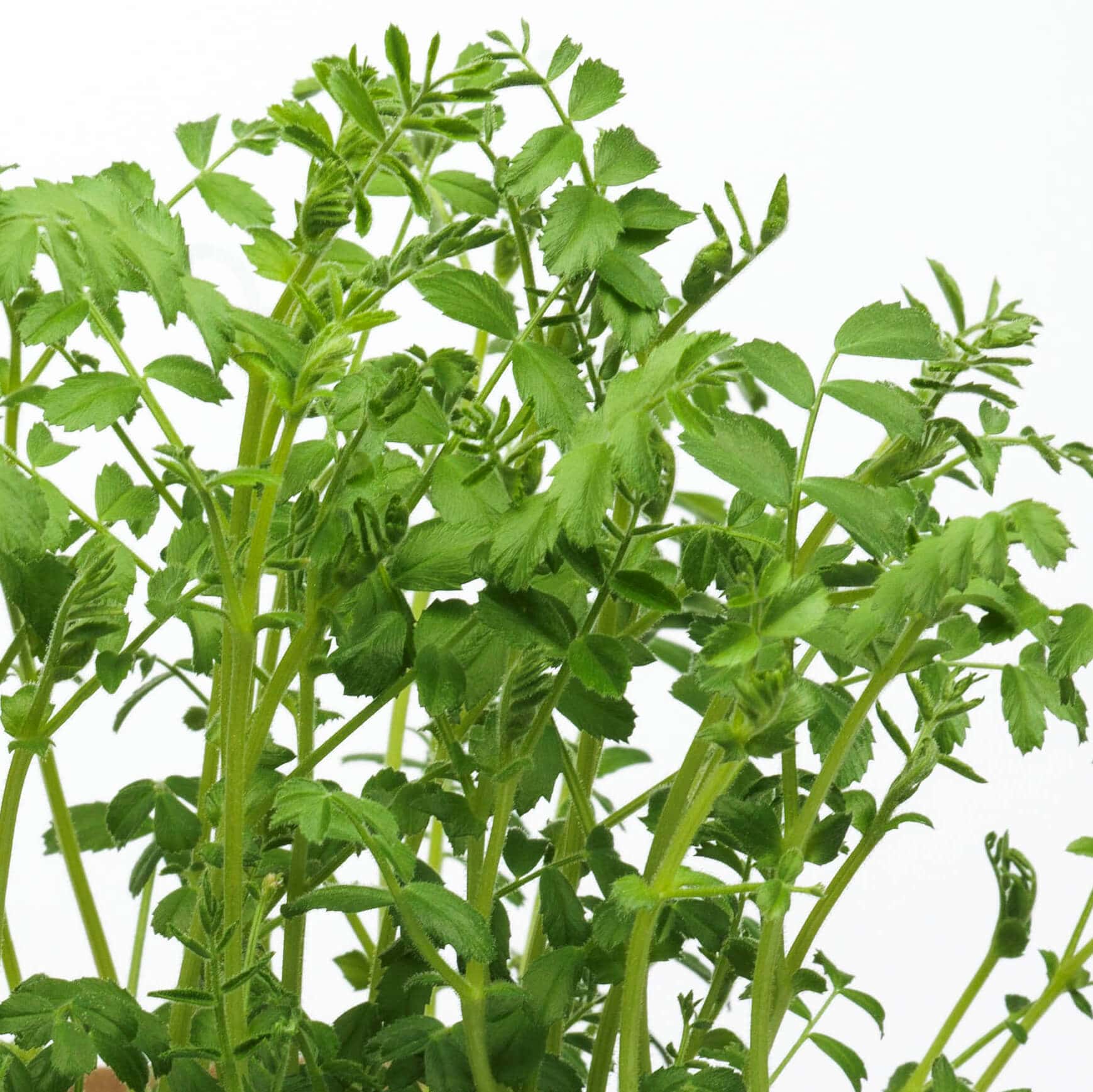 Liścienie mikroliści ciecierzycy z bliska