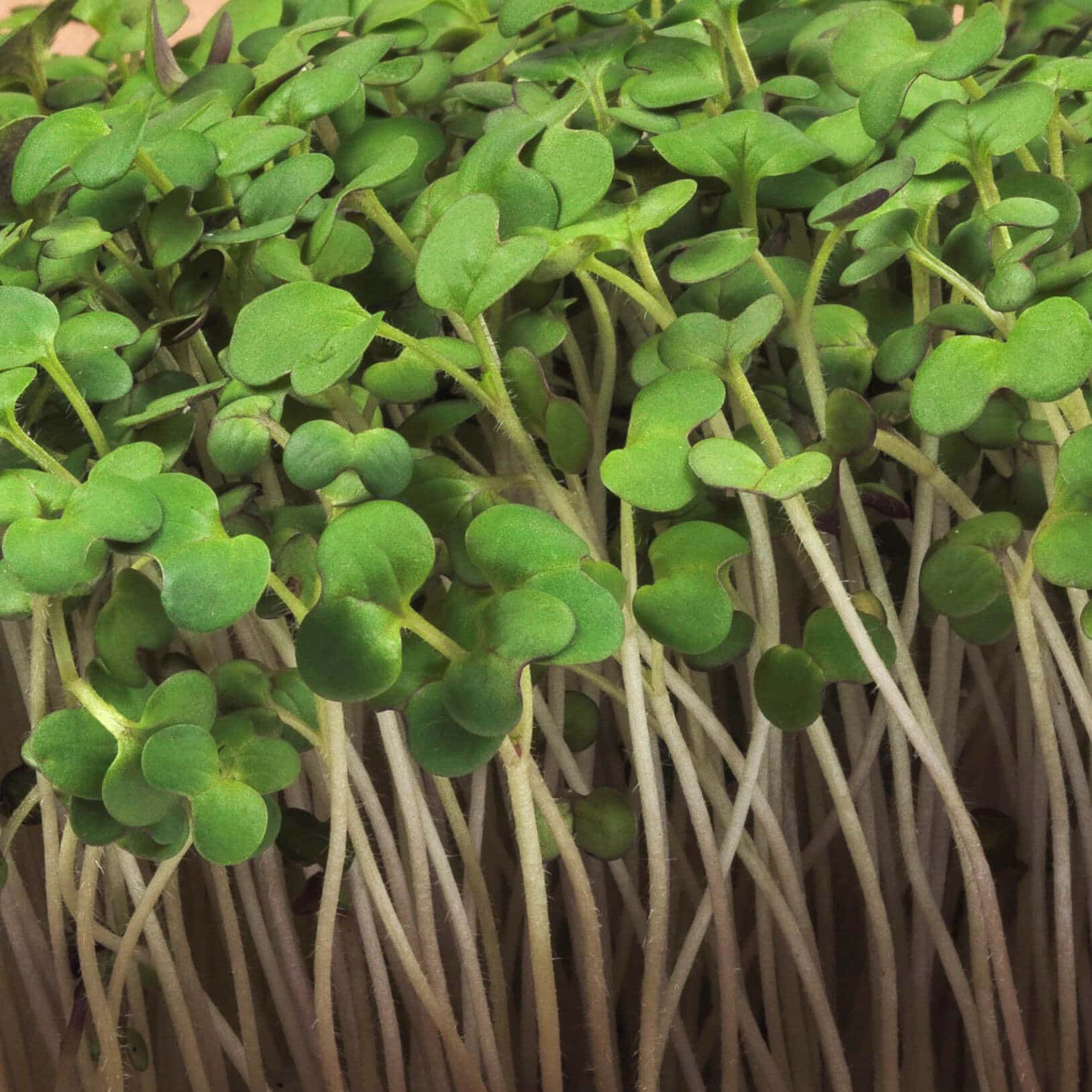 Liścienie z bliska mikroliści gorczycy