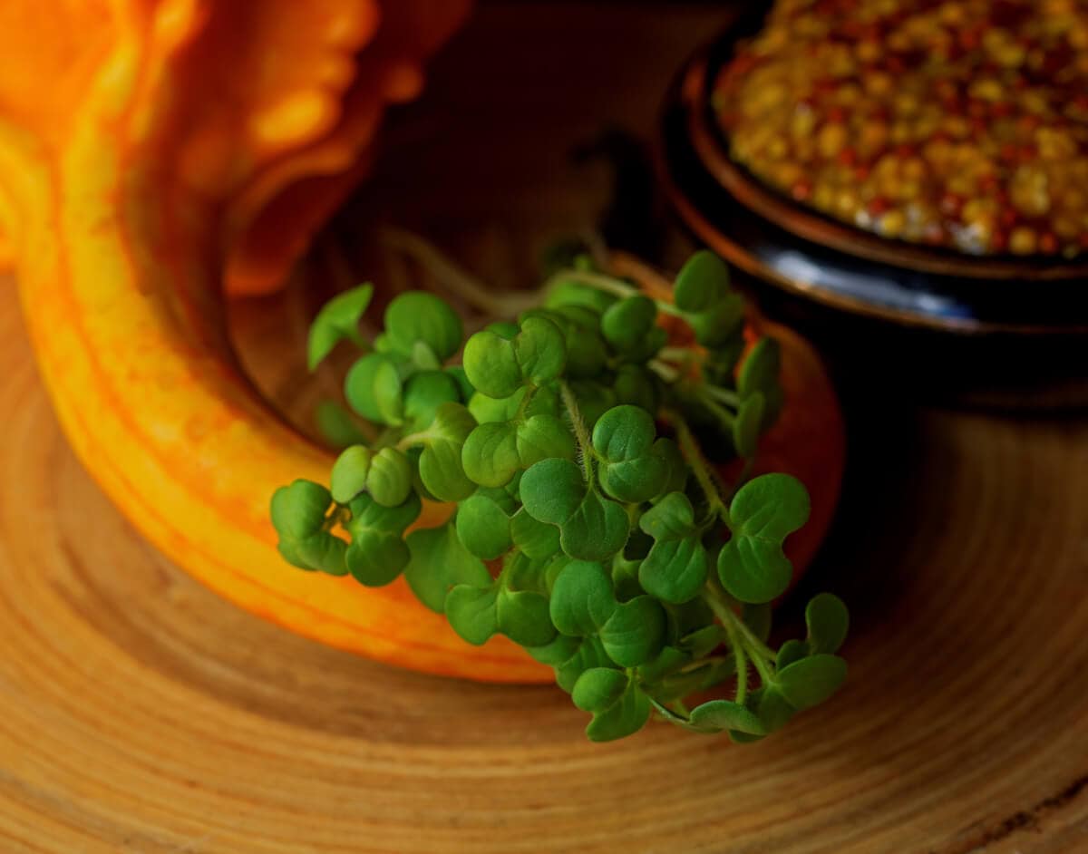 Mikrozioła gorczycy na desce