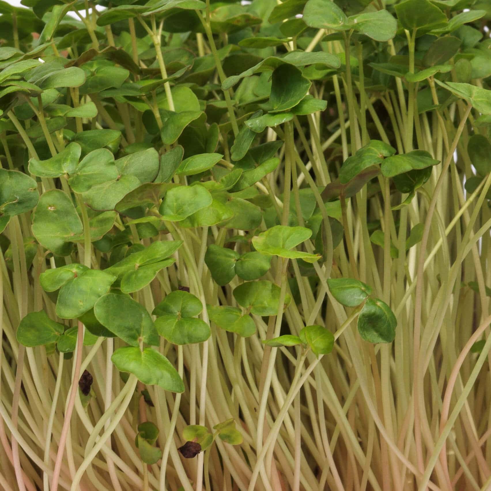 Mikroliście gryka liścienie z bliska