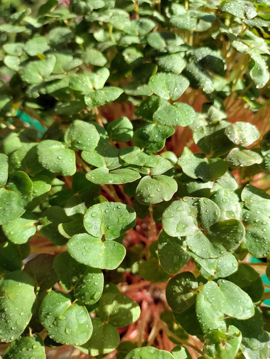 Wilgotne liścienie z bliska mikroliści gryki