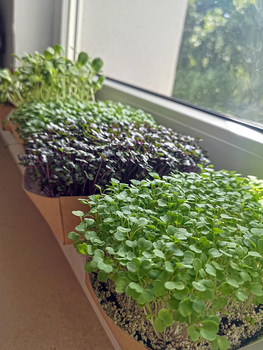 Zestawy mikroliści uprawiane na parapecie