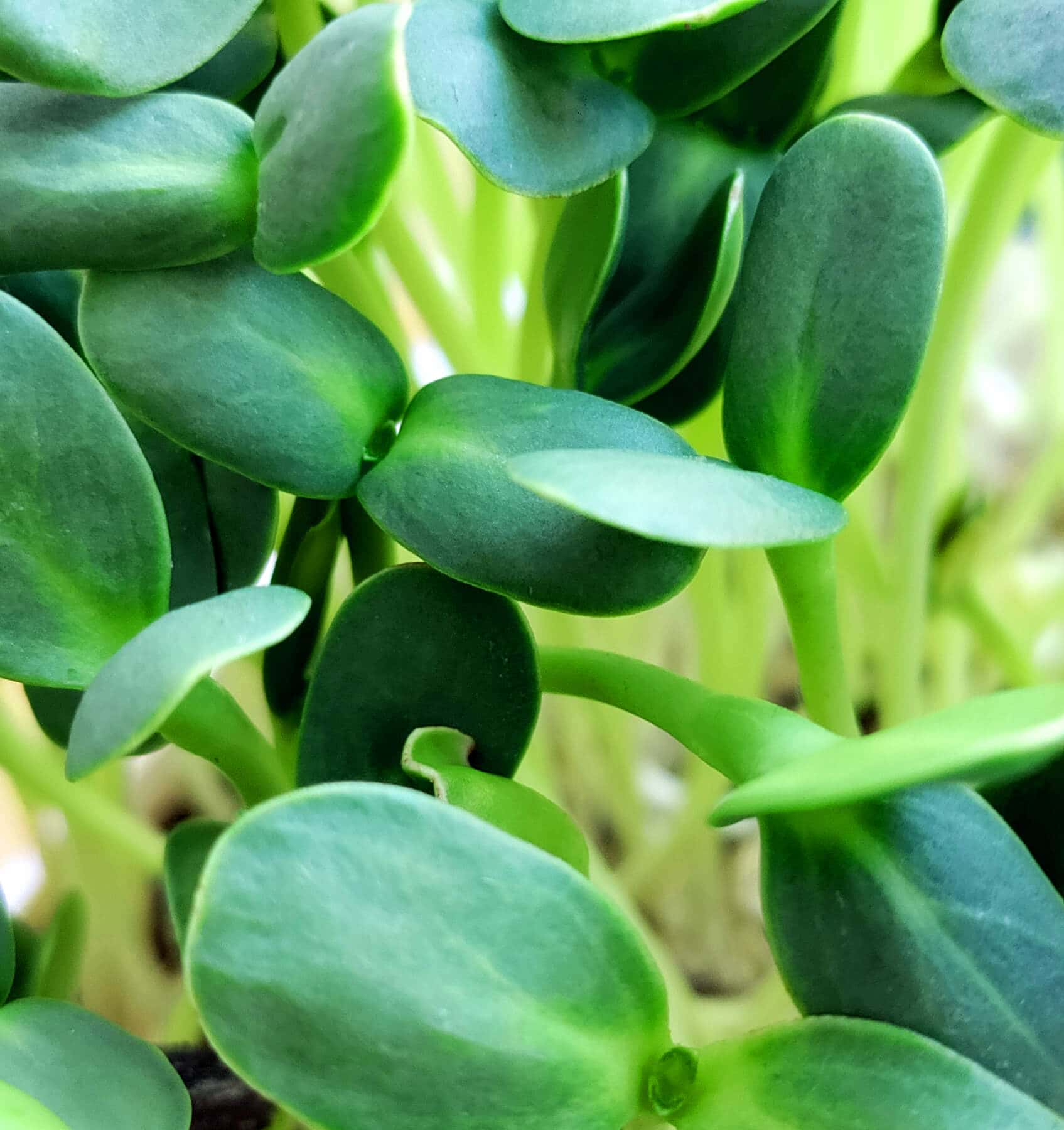 Siewki słonecznika widok na liścienie