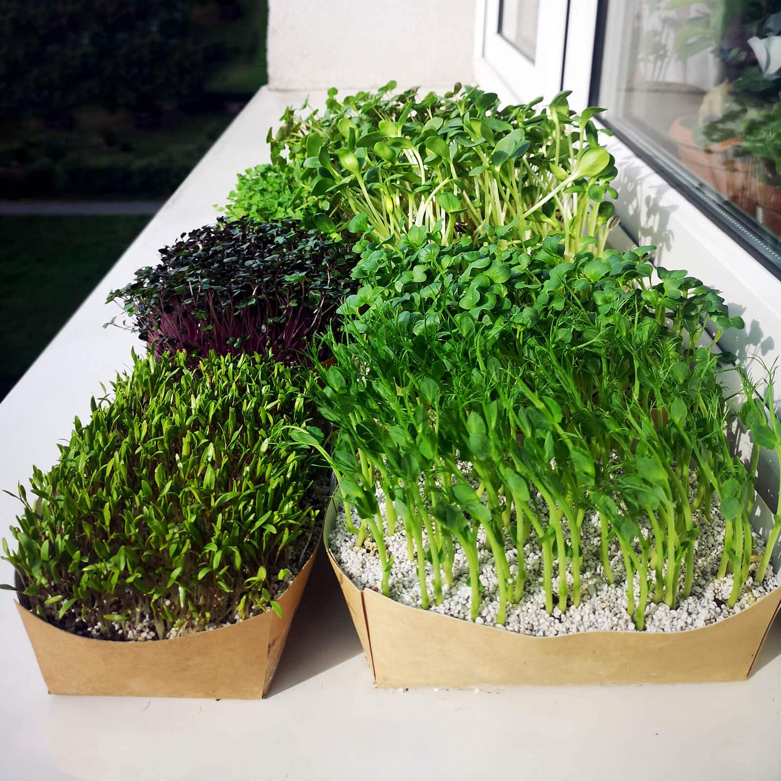 Zestawy do samodzielnej uprawy czerwonej kapusty, słonecznika, groszku i soczewicy