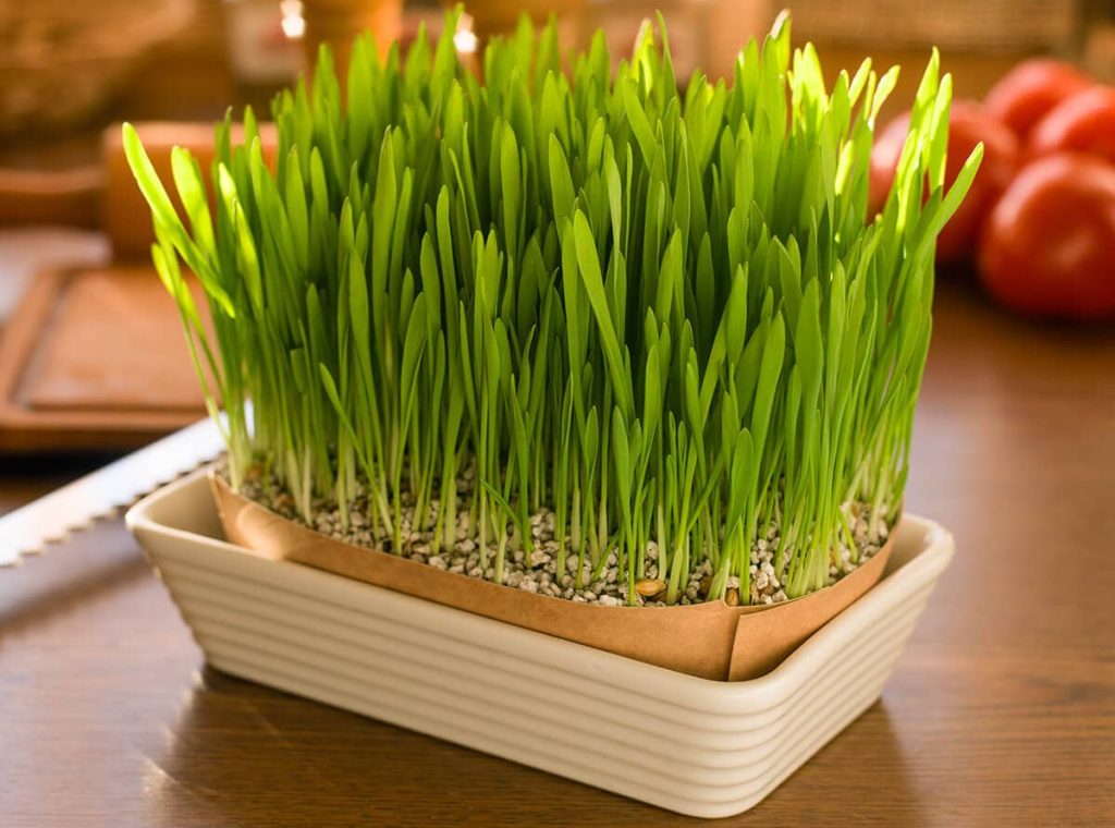 Zestaw w podstawce siewki jęczmienia na drewnianym blacie